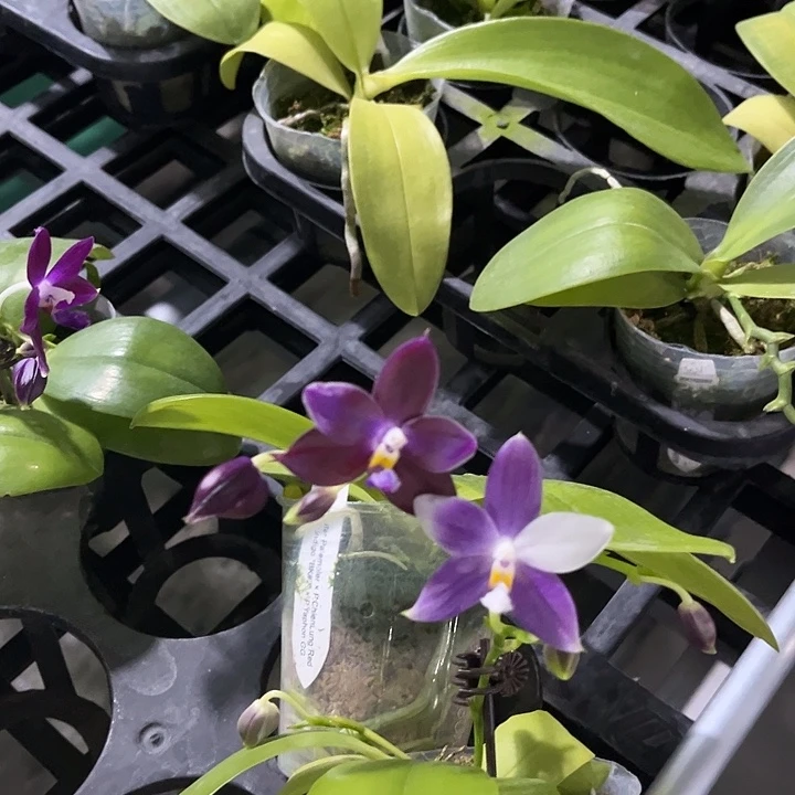 完全开放二选一，太美了