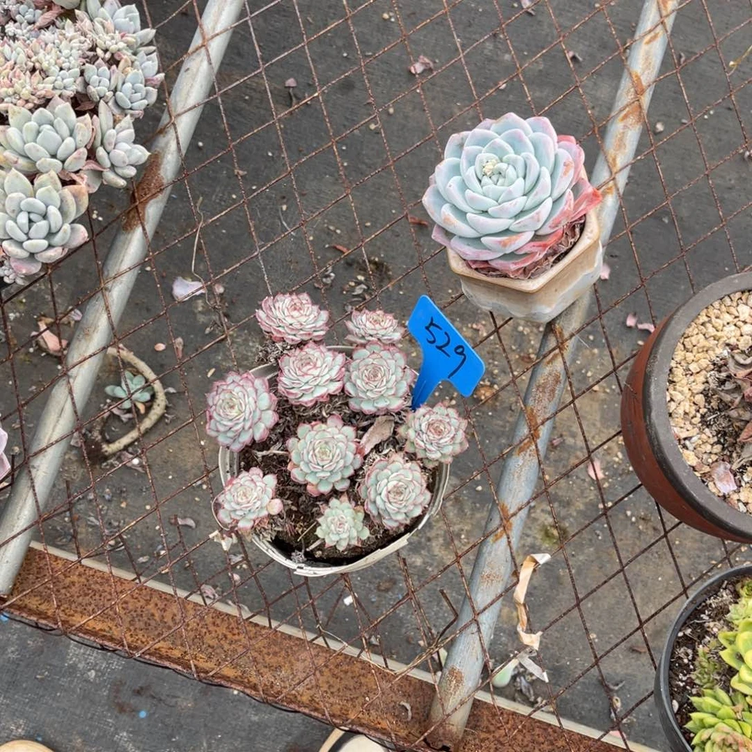 不*°529恩熙诺多肉