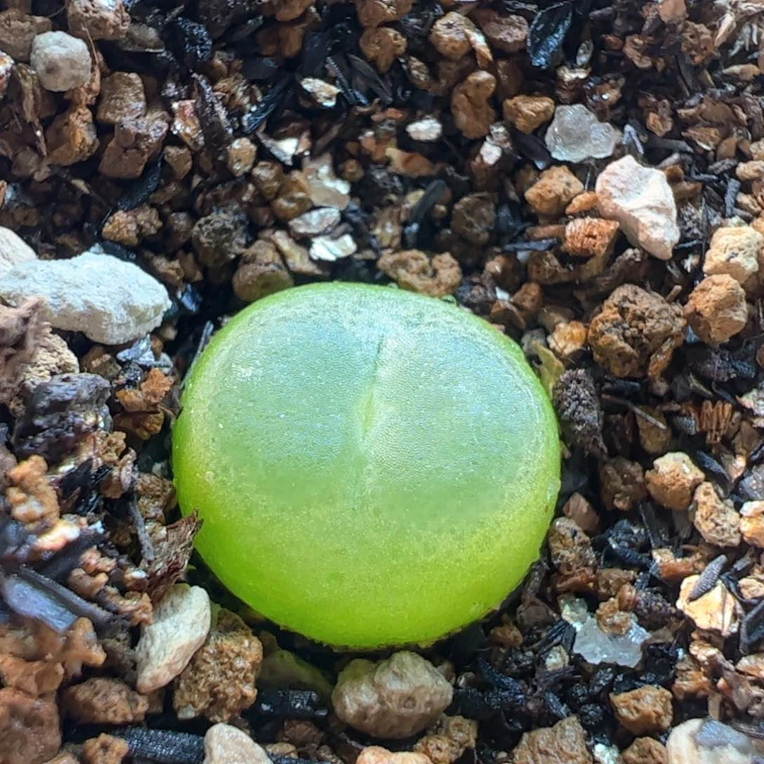 拉登母本多肉植物1