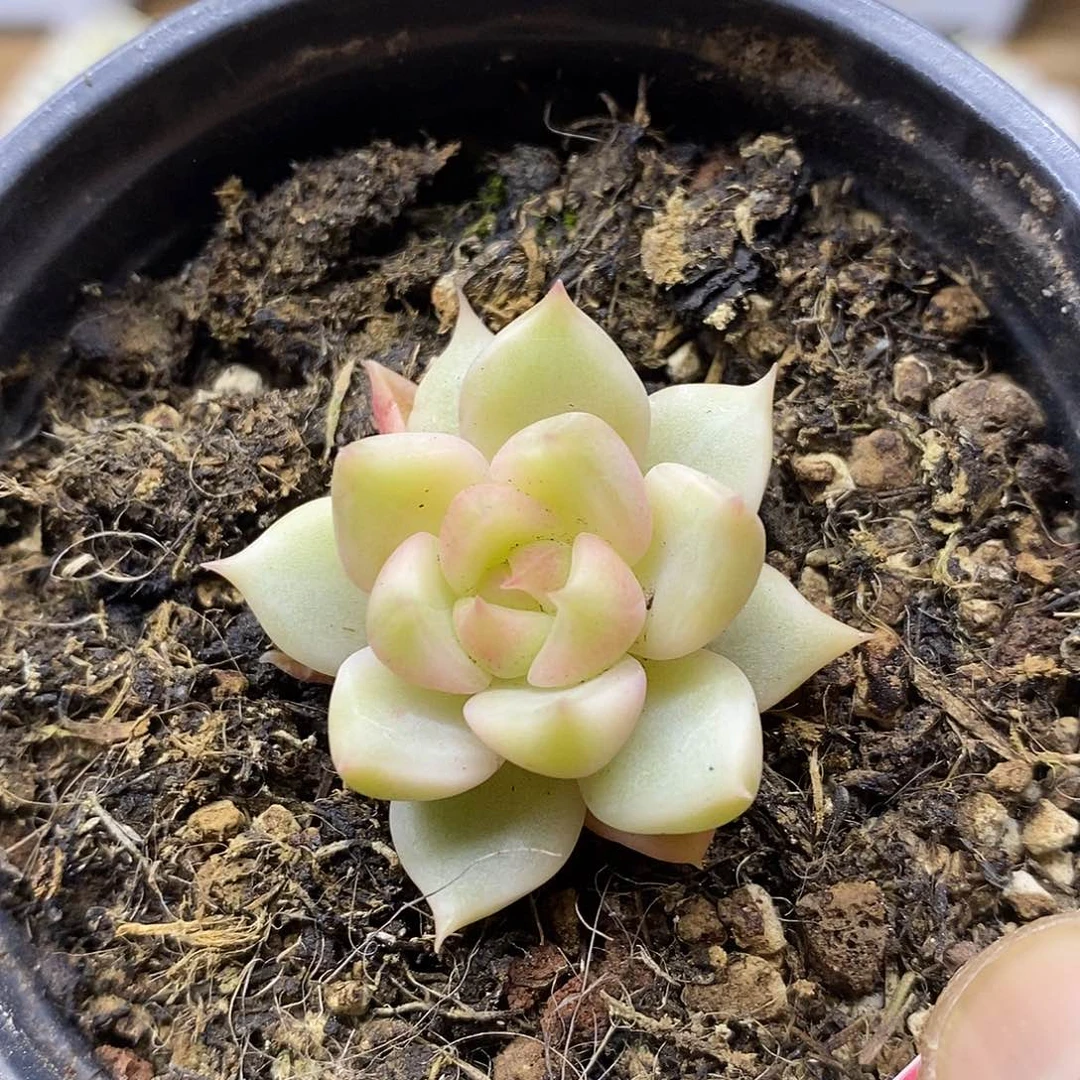 2090 不知名东云覆轮锦