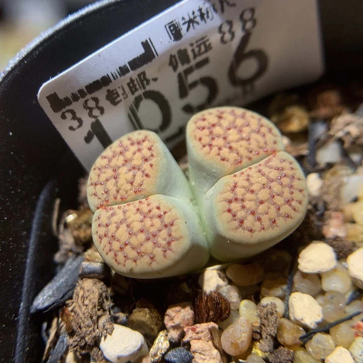 Sss精品生石花1056