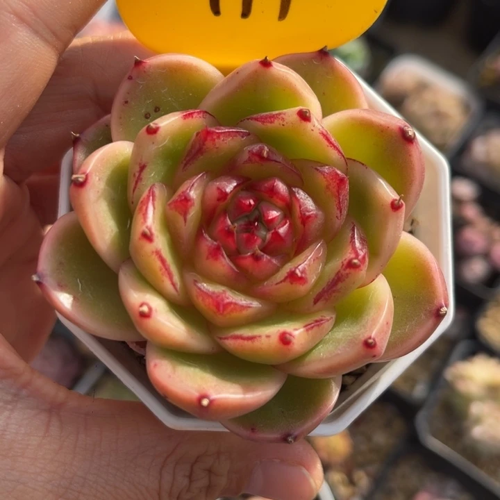 玉蕊珍妮单头199.