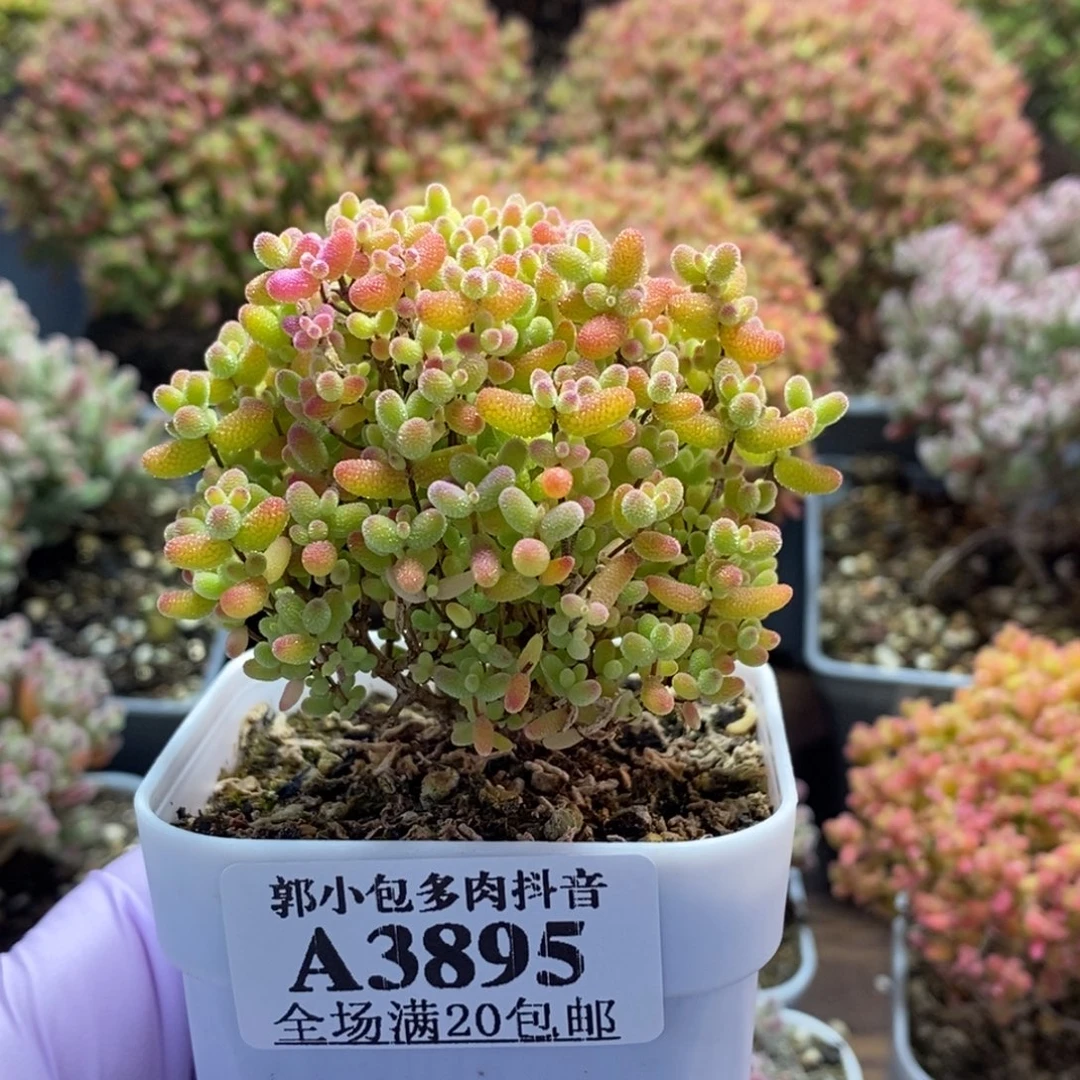 蜜橘糖球3895枝干番杏