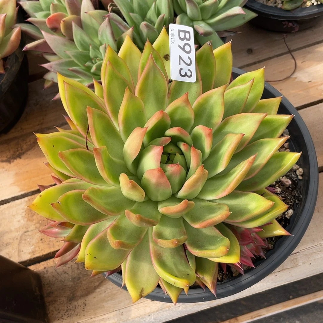 若如东云单拍B923