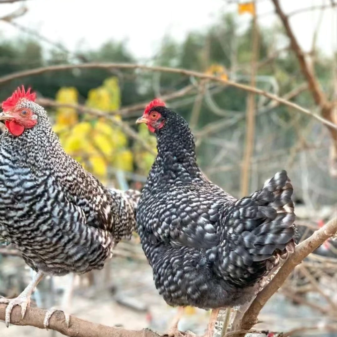 宠物鸡鲁花  一斤包邮5只