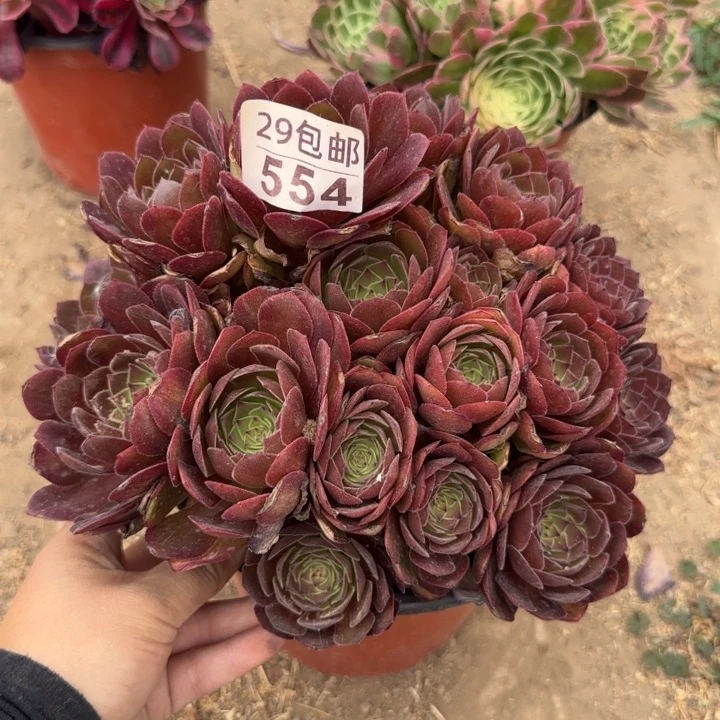 红魔……多肉植物……