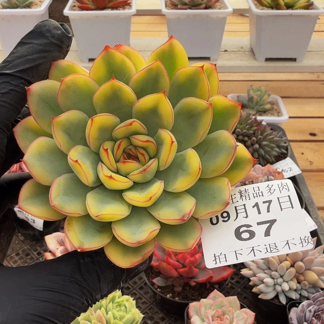 0917-67荷花黄锦单头