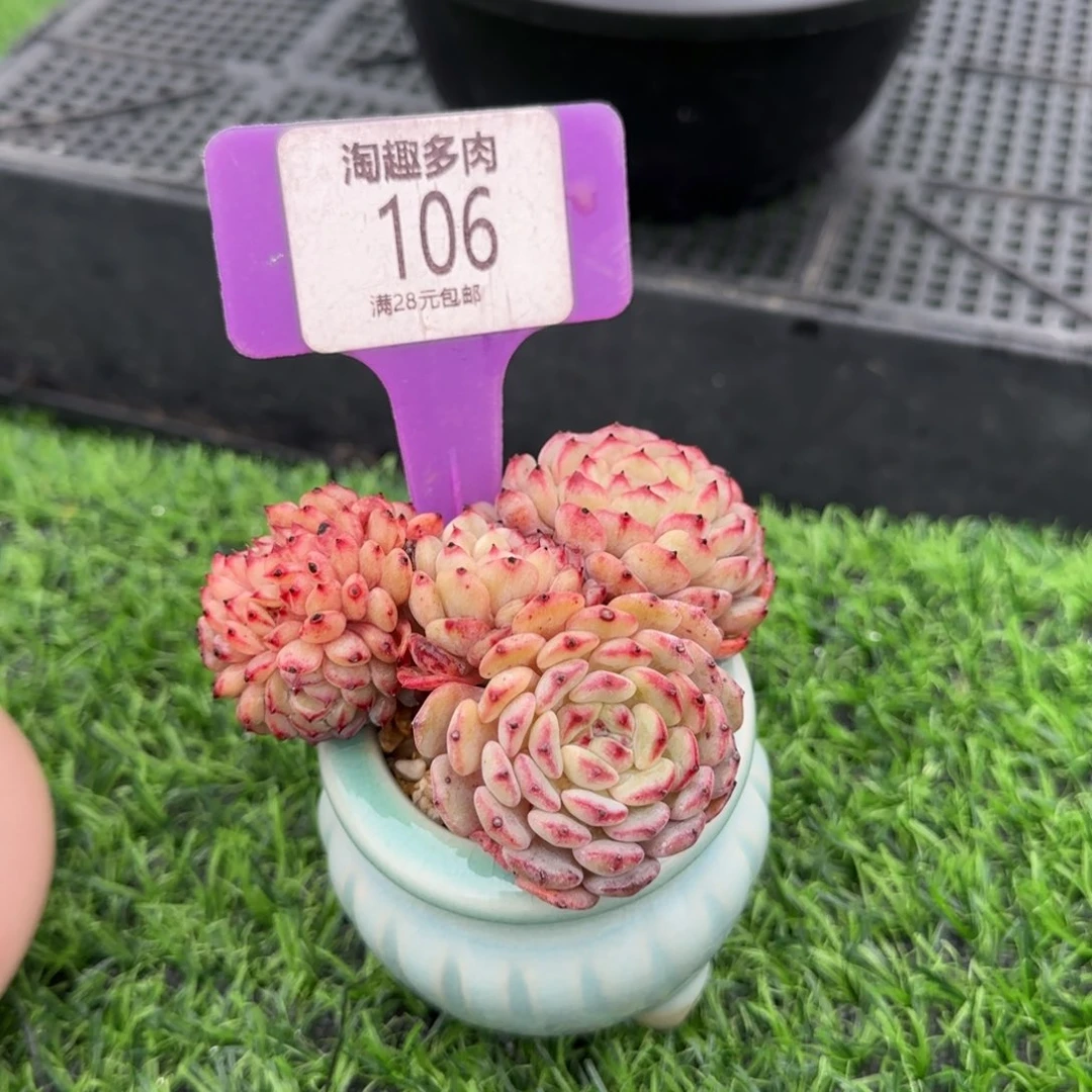 多肉植物肥胖子哈尼老庄