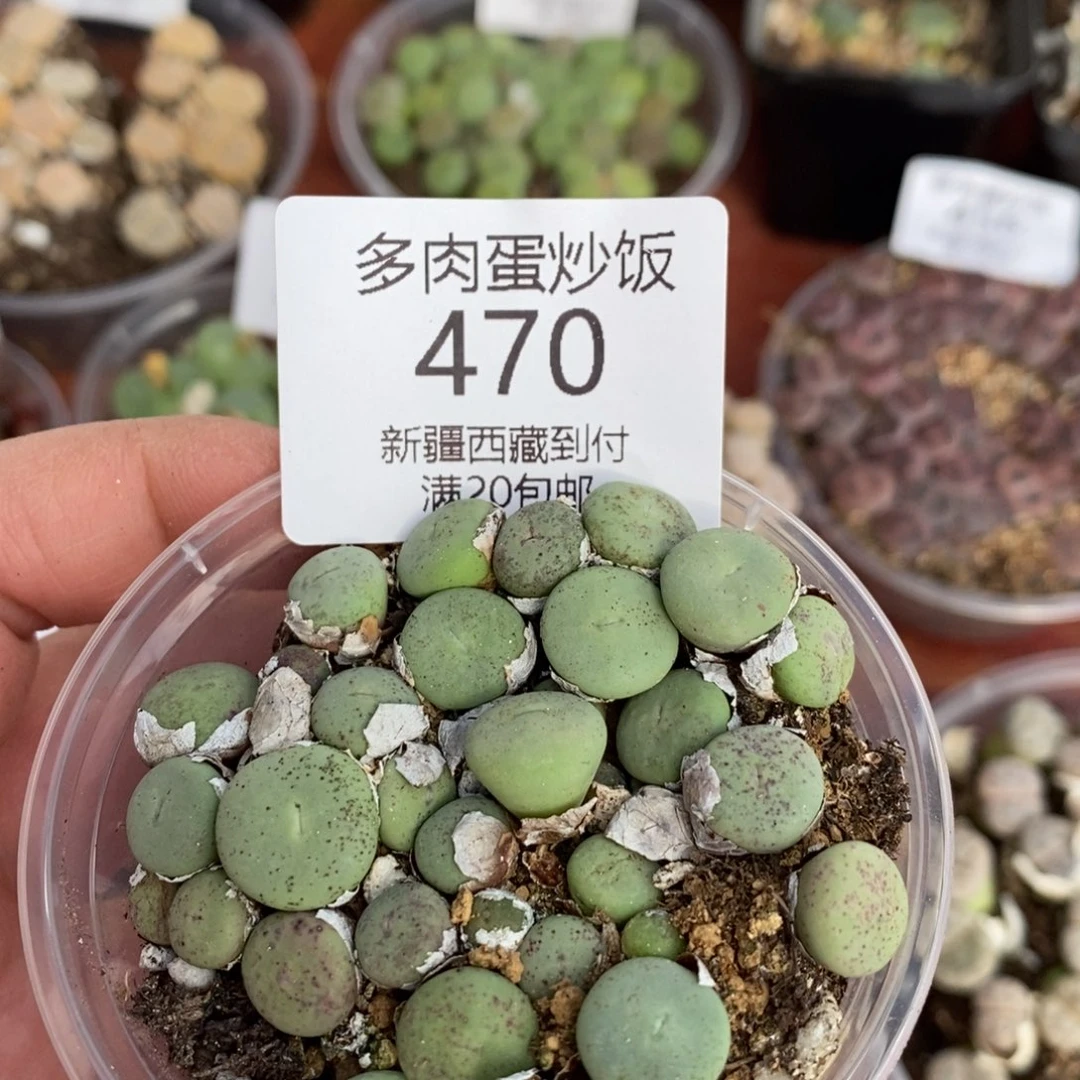 感谢您的支持，嘴，470