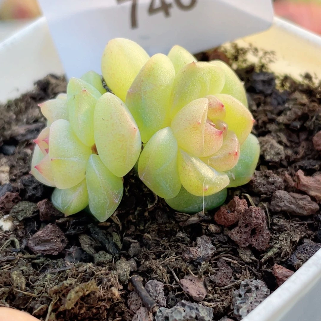 746号糖心冰心珍妮