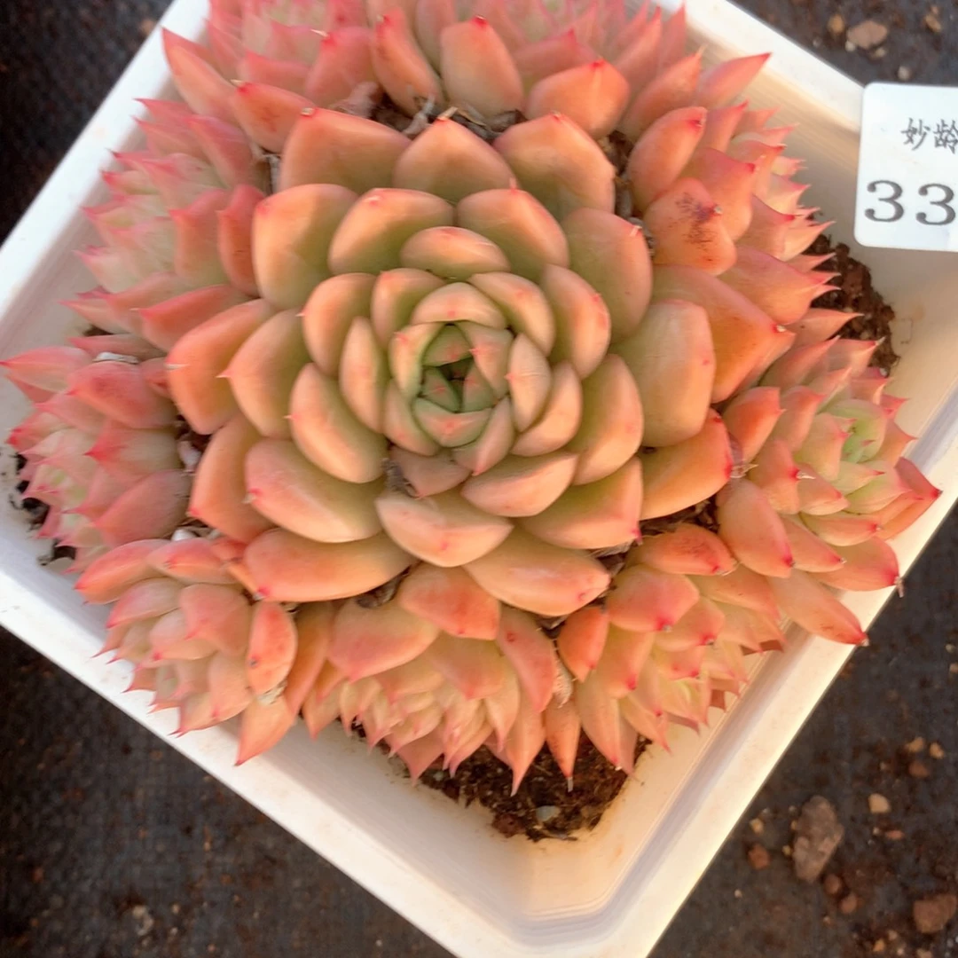 墨***颜3300杂交多肉植物