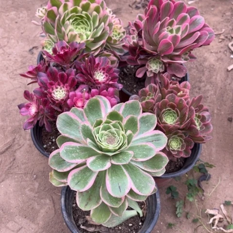 838多肉植物组合