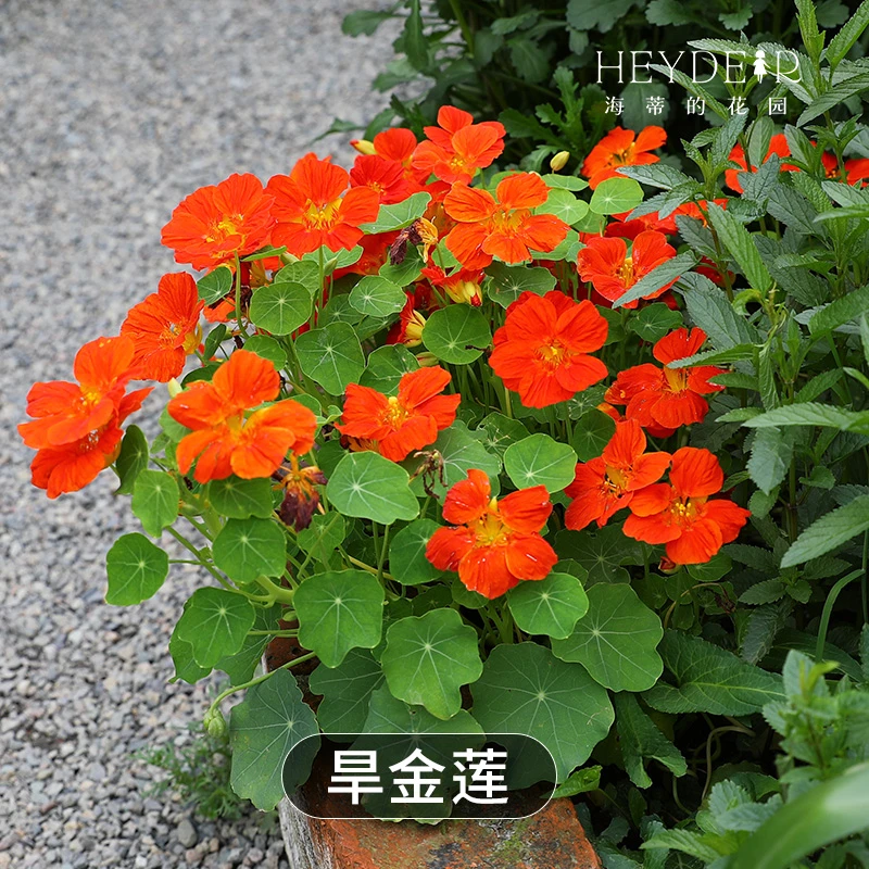 海蒂的花园旱金莲爬藤垂吊阳台庭院花卉植物多年生好养护