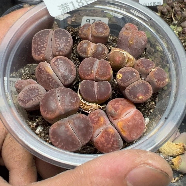 【闪购商品】 979。