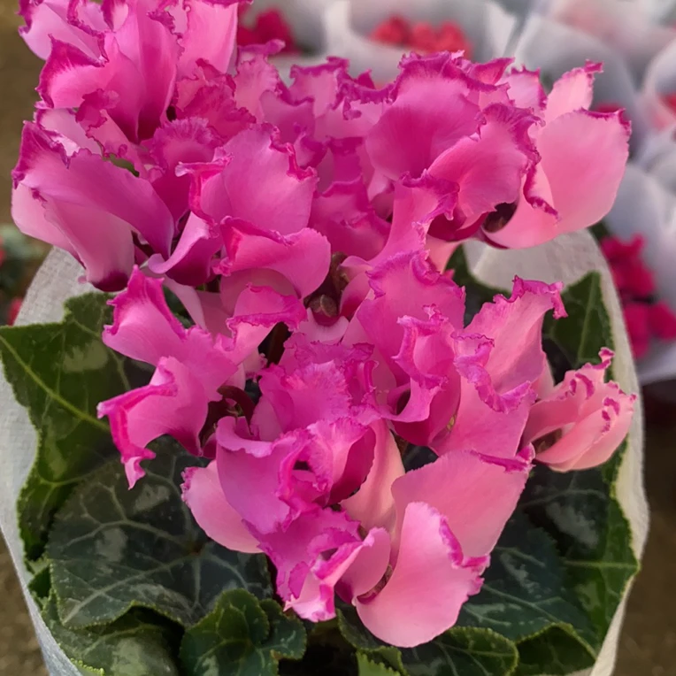 仙客来一代维多利亚（120#盆）