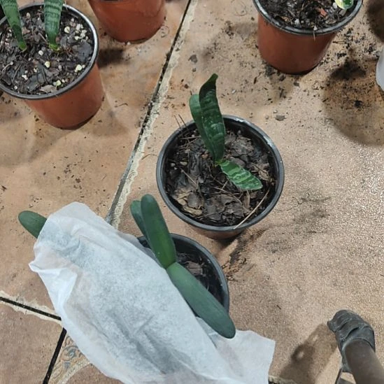 可***人完全开放君子兰完全开放