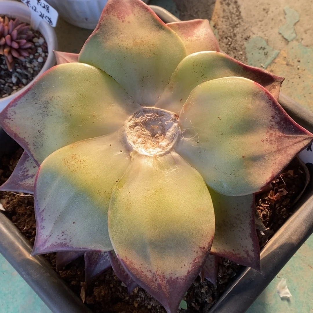 。大宽叶叶插片B-25.12.29（不包出芽）