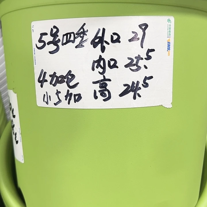 特价5号四季口29高24.5果绿色6个无托