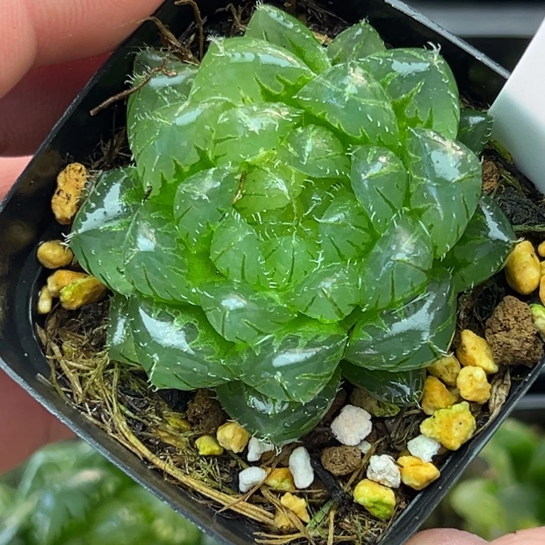 11翠云玉露锦。。。。。。