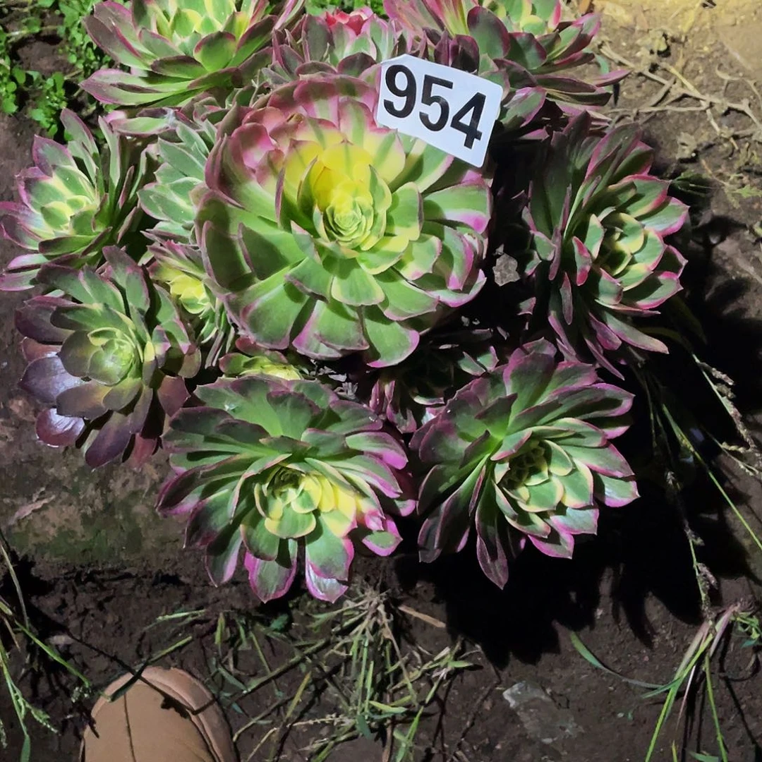 色***惑多肉法师954号粉海王发货不包损