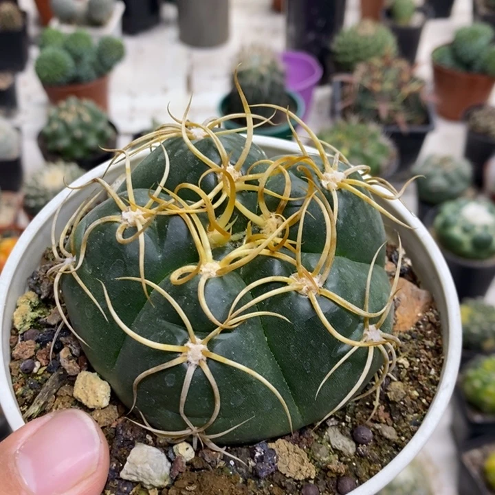 用***2实生高木海王特价舞刺