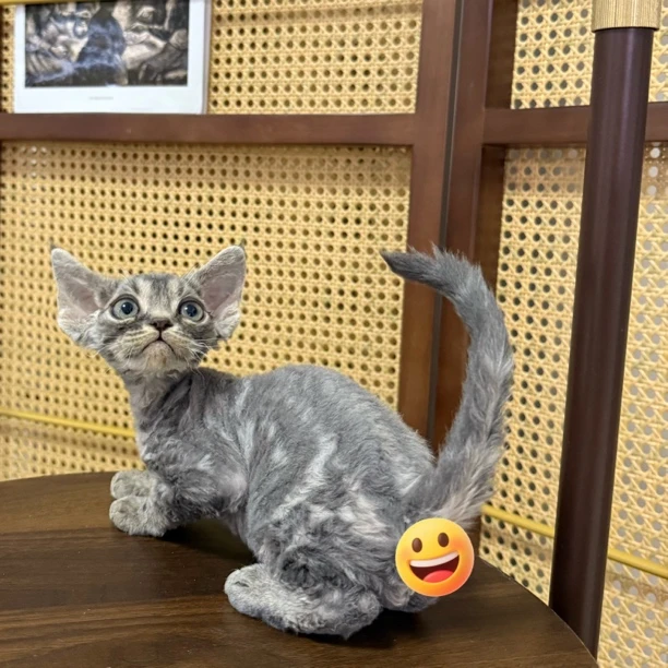 【ZF.Q德文卷毛猫】蓝虎斑弟弟 川背牛眼纹一针疫苗