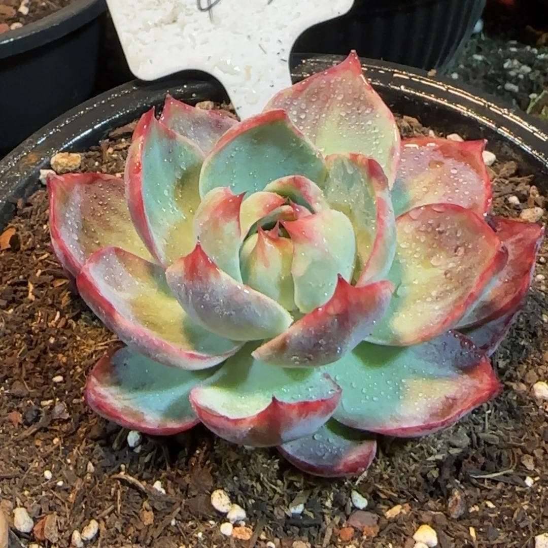 惊鸿一物一拍包装收缩花旱403