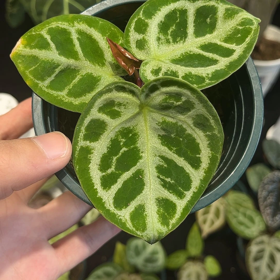 不开花植物skg银杂铜锣烧