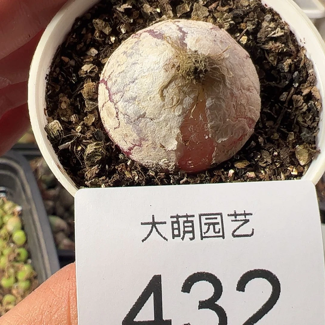 一物一拍带盆土发。  432