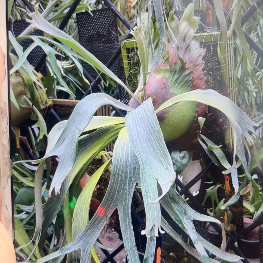不开花植物wanna newtopia侧芽