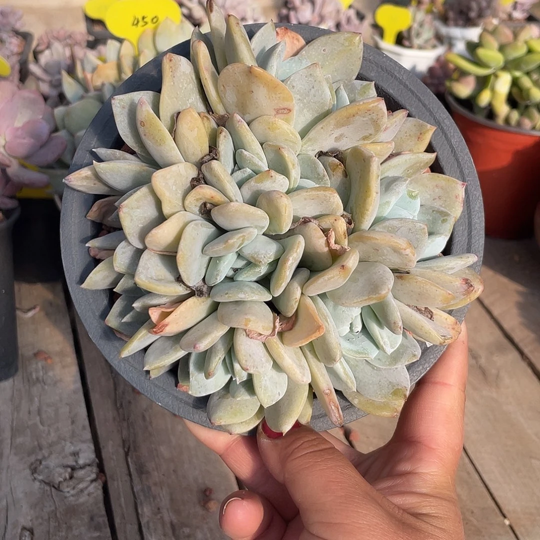 11头雪特群生多肉植物