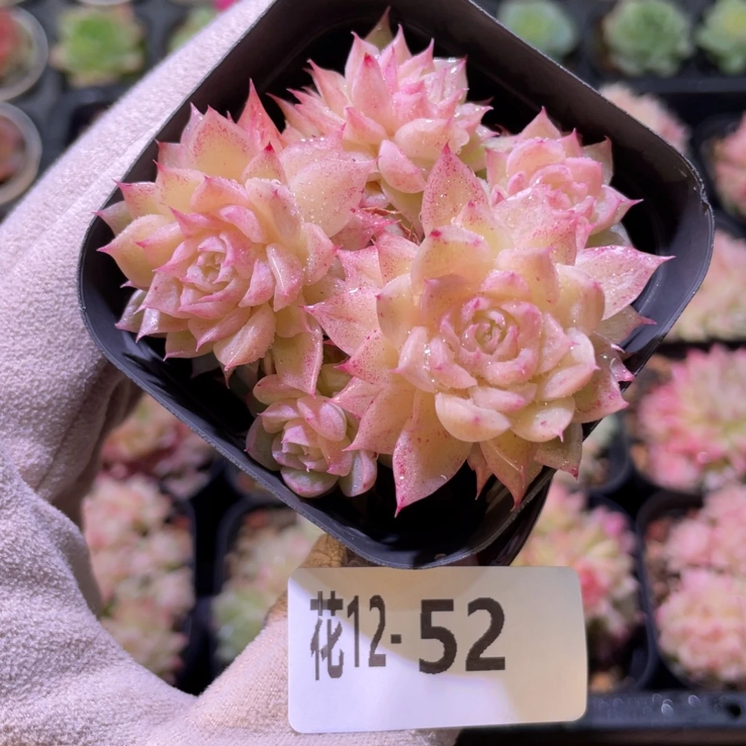 花利美12-52麦秆群
