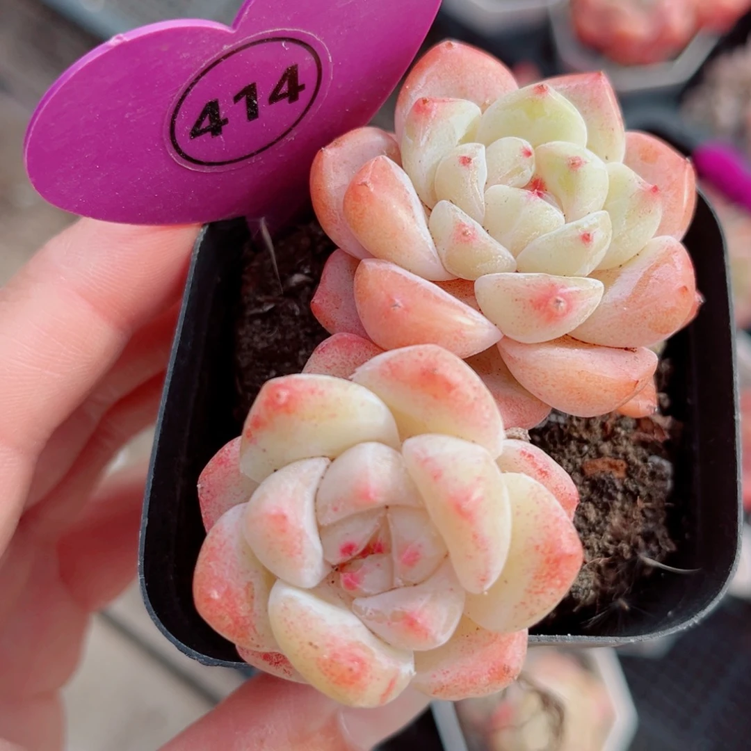 414号小老桩糖心双头