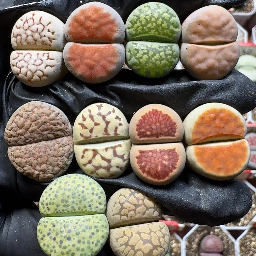 生石花1111111。  163
