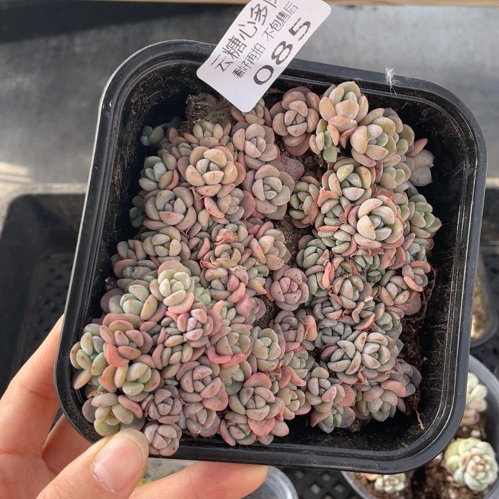 云糖心多肉植物085