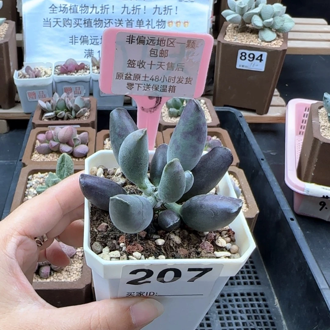 207艺妓海豹多肉植物