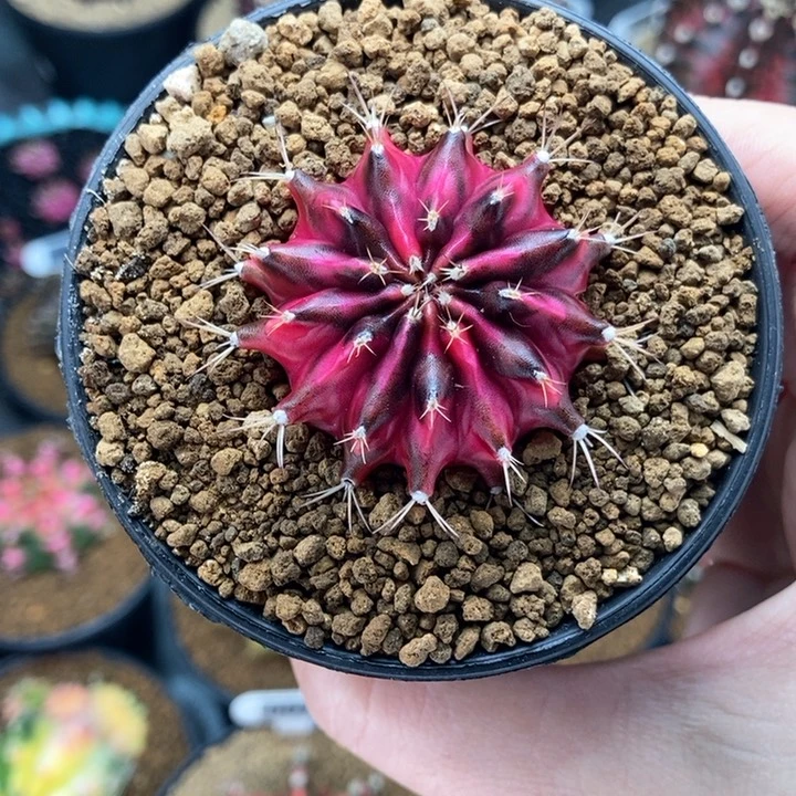 星*专拍的 米哈仙人球