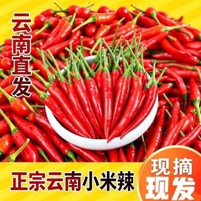 云南高山【新鲜小米椒】朝天椒露天种植超辣3斤/5斤/9斤 现