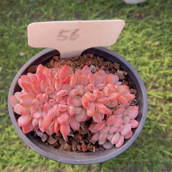 健健康康平平安安