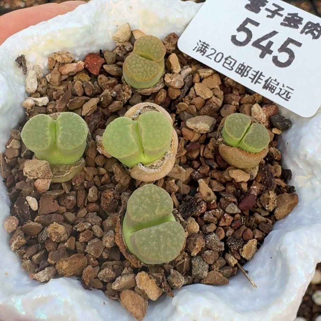 ?***风545脱土发货五颗5885