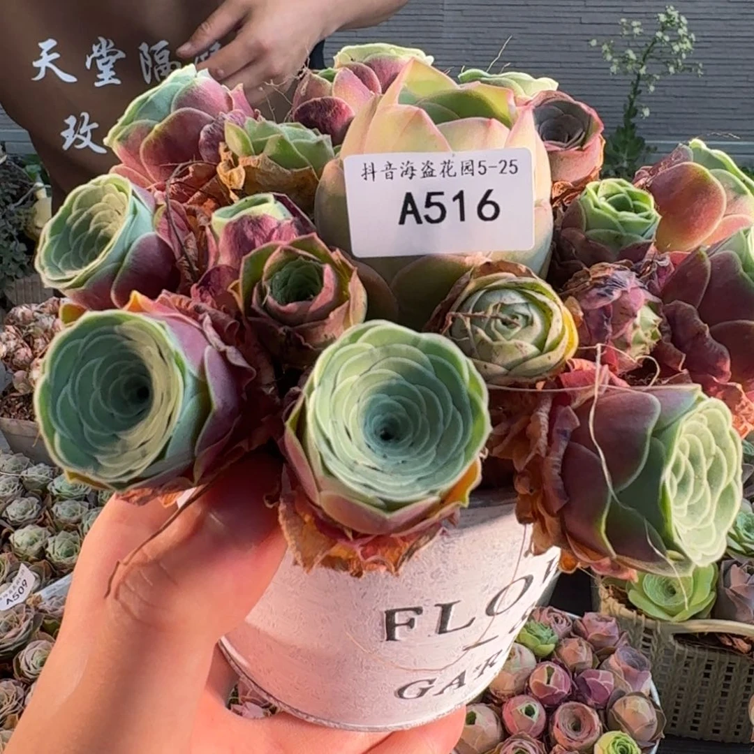 A516 九星邀月玫瑰花盒