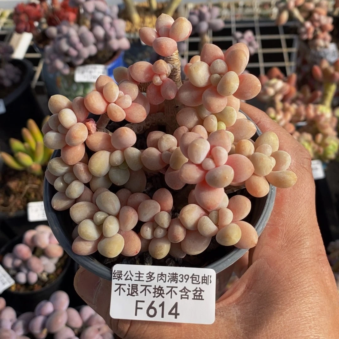 614鱼子酱10cm多肉