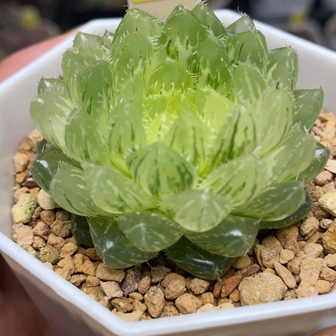 249翠云玉露锦一物一拍