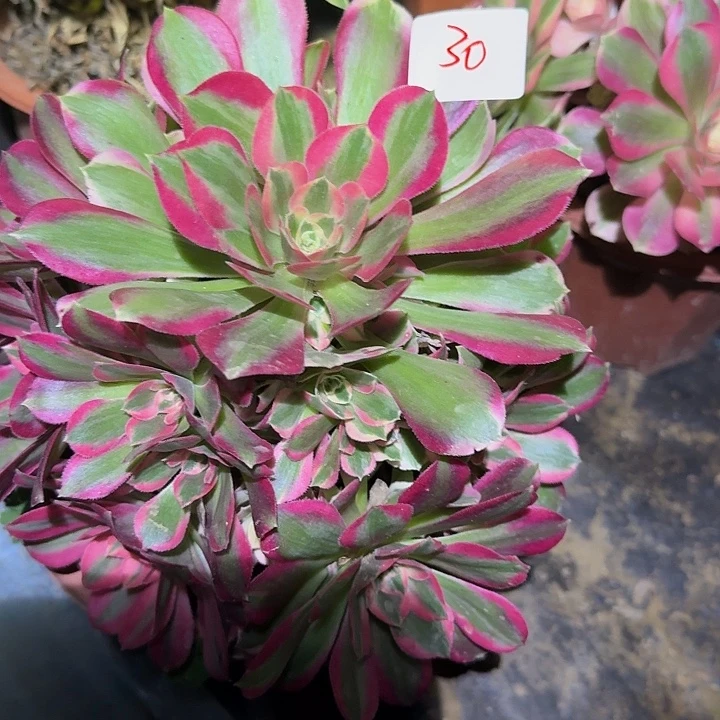 精品红女巫老桩亏本福利30