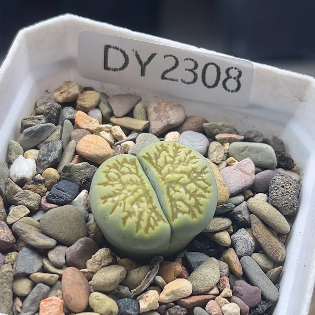 一物一拍绿菊2308