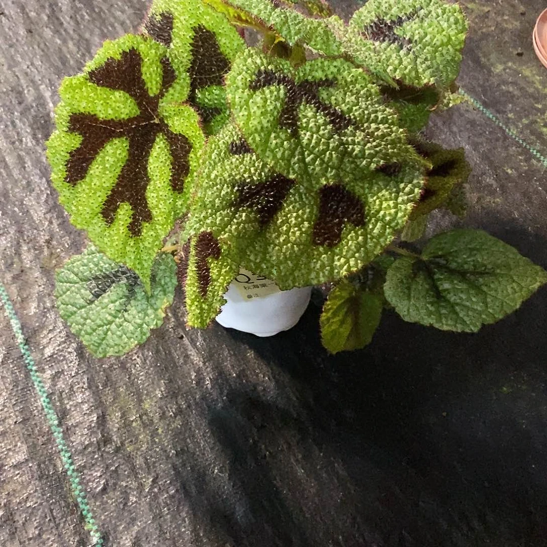 当前无花栽培后可以开花西*秋海棠397