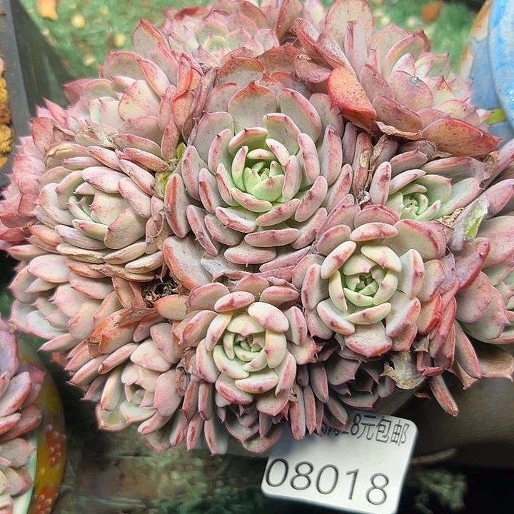 幸运的人会遇到你喜欢幸运