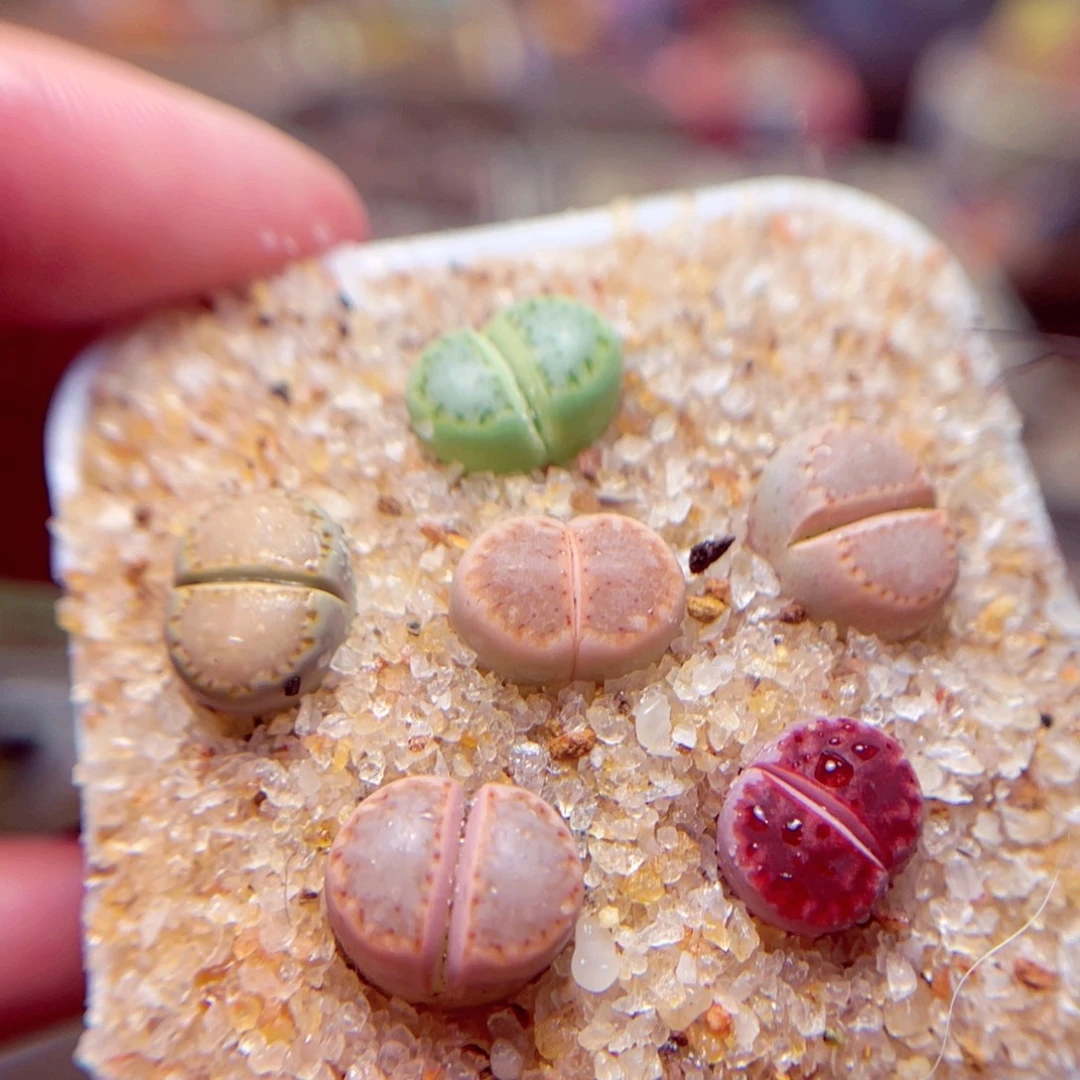 59号带盆盆包邮发货