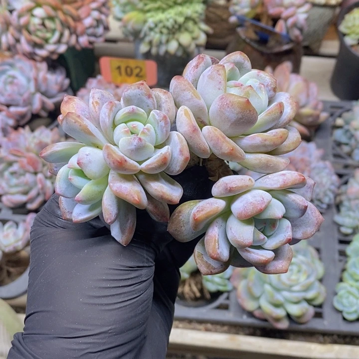 石榴紫飘枝群492号