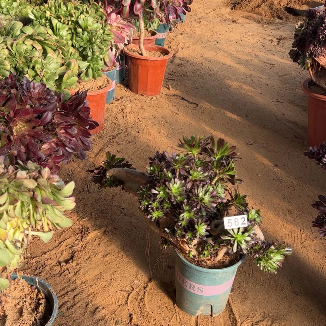 有伤黑缀582官府42